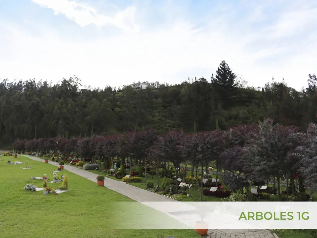 Arboles 1G - Monteolivo